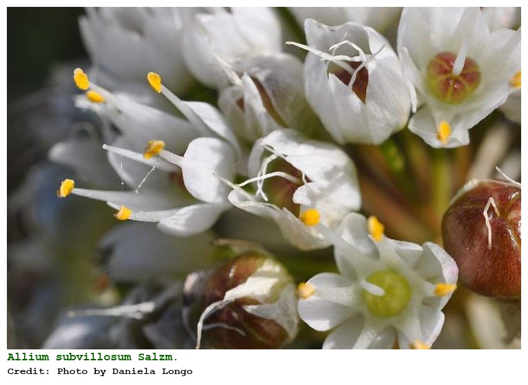 Allium subvillosum Salzm.